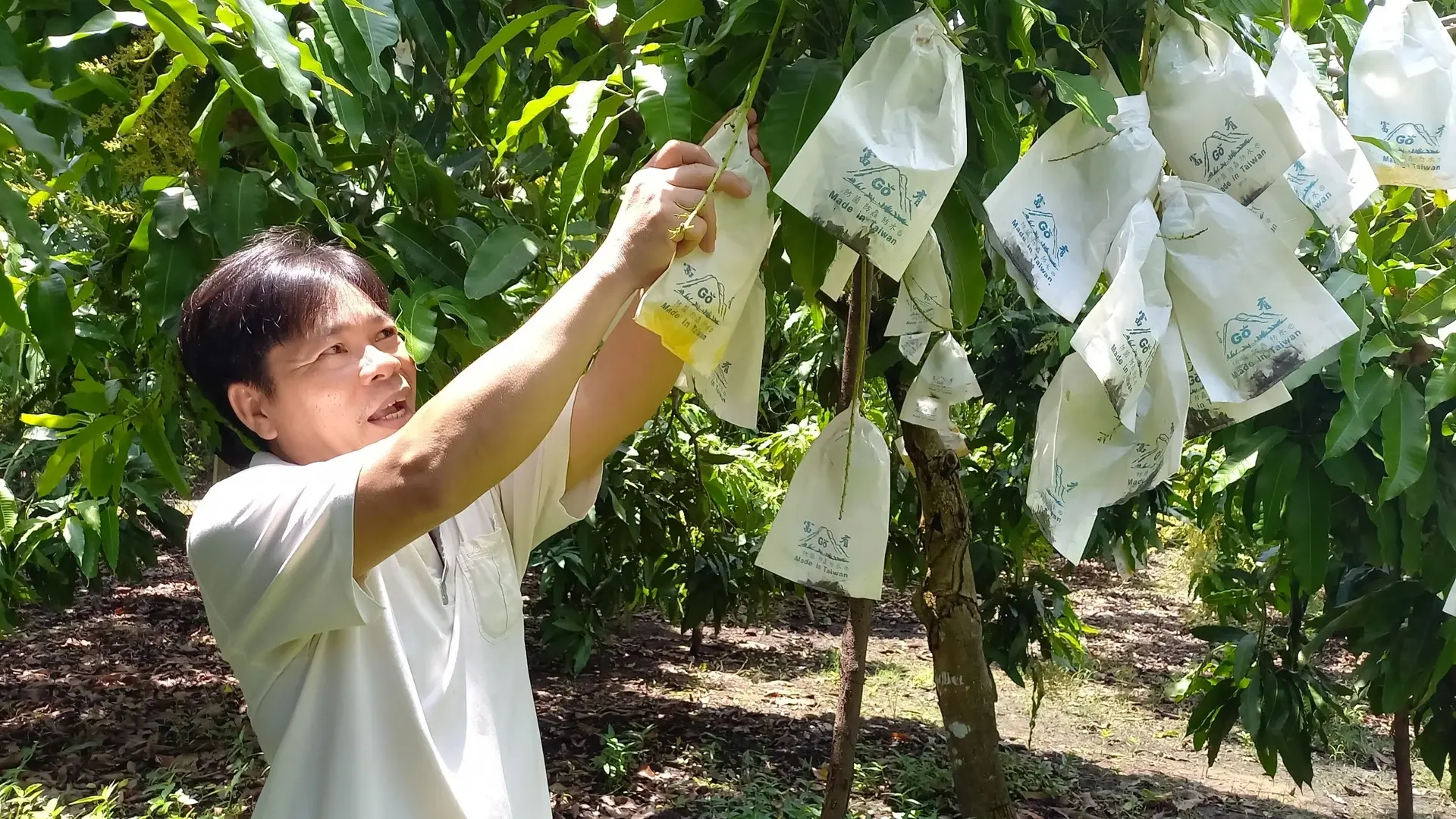 Xoài cát Hòa Lộc lập đỉnh giá Tết: Khi cung giảm, cầu không hạ