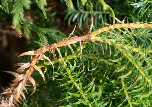 Loại gỗ quý hiếm bậc nhất hành tinh: Chỉ được phát hiện ở 2 quốc gia trên thế giới, Việt Nam sở hữu số lượng nhiều gấp hàng nghìn lần quốc gia còn lại