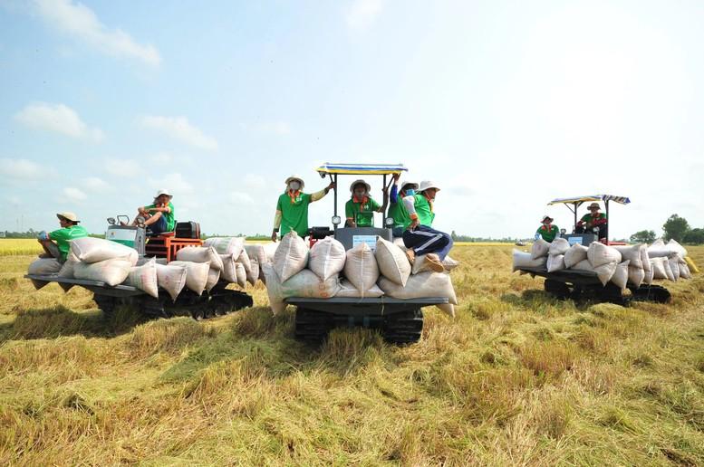 Xây dựng bản sắc thương hiệu gạo Việt trong "tình hình mới"