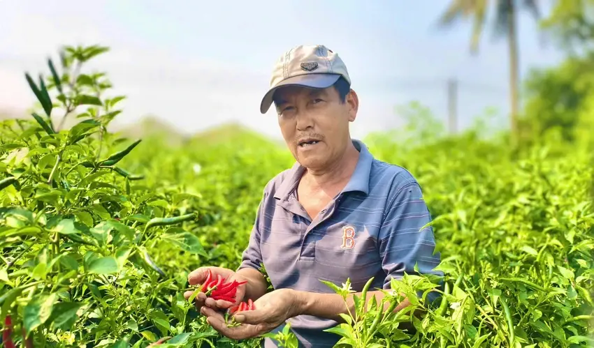 Ớt Quảng Ngãi rớt giá sâu, nông dân mắc kẹt trong vòng xoáy “được mùa, mất giá”