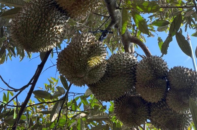 Truy xuất nguồn gốc sầu riêng: Minh bạch để vươn xa