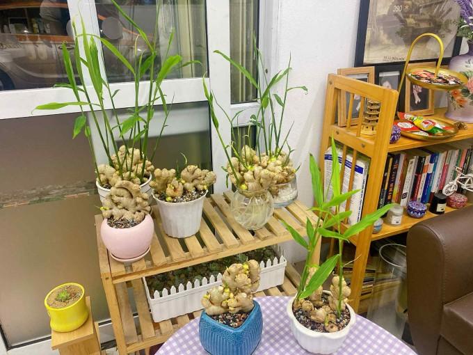 Vì sao nhiều gia đình thích trồng gừng trong nhà? 4 lợi ích không phải ai cũng biết Vì sao nhiều gia đình thích trồng gừng trong nhà? 4 lợi ích không phải ai cũng biết