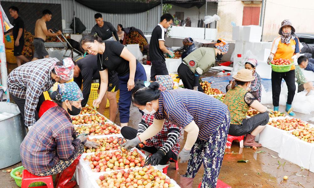 Vải thiều Bắc Ninh lập kỷ lục về giá bán
