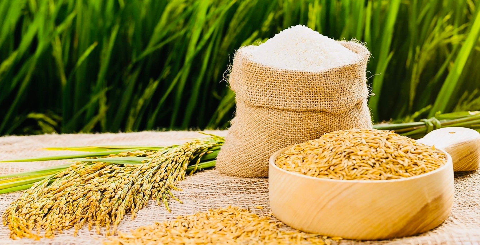 Thị trường gạo khởi sắc, doanh nghiệp Việt đón cơ hội nào?