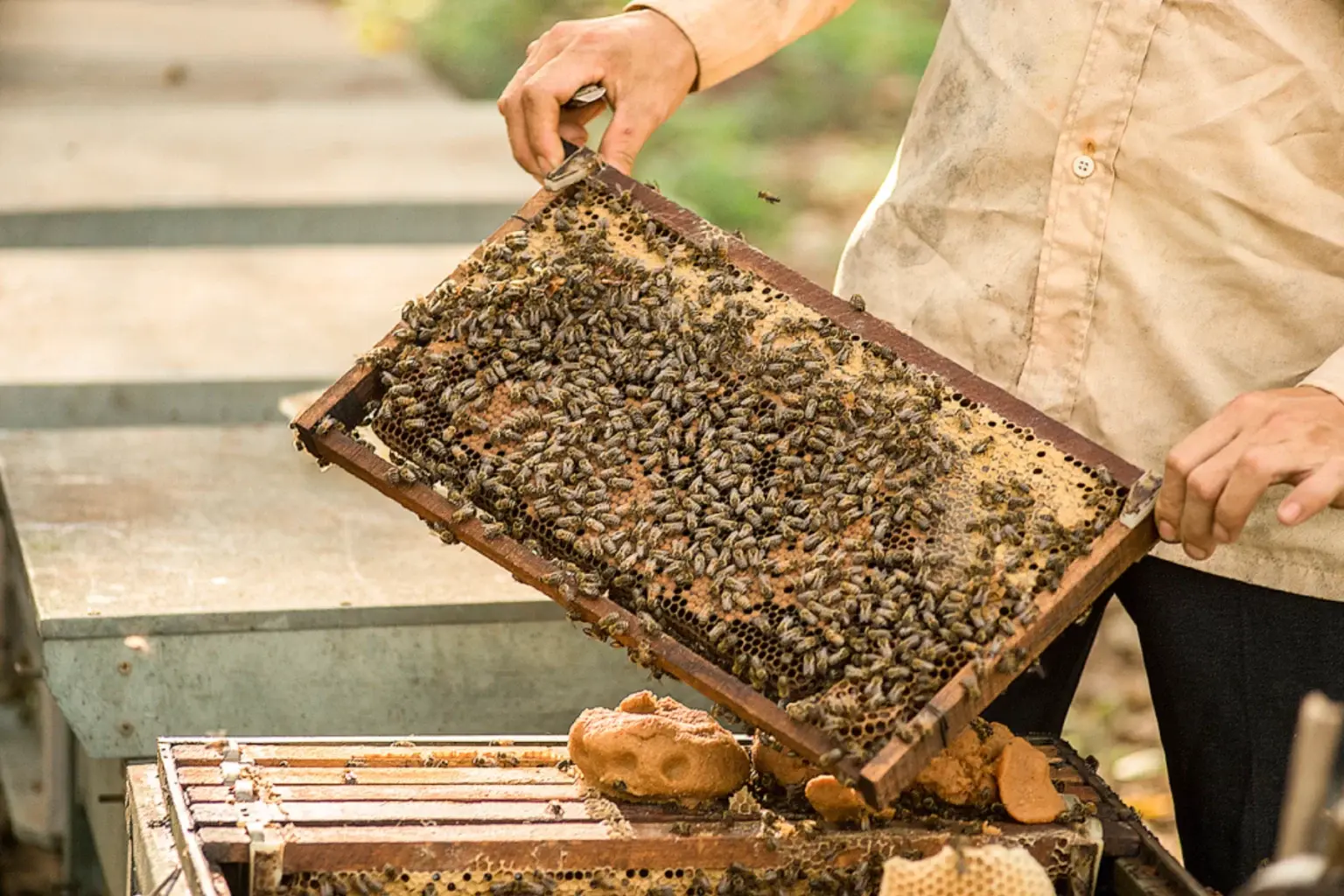 Hoa Kỳ công bố kết quả rà soát thuế chống bán phá giá mật ong Việt Nam