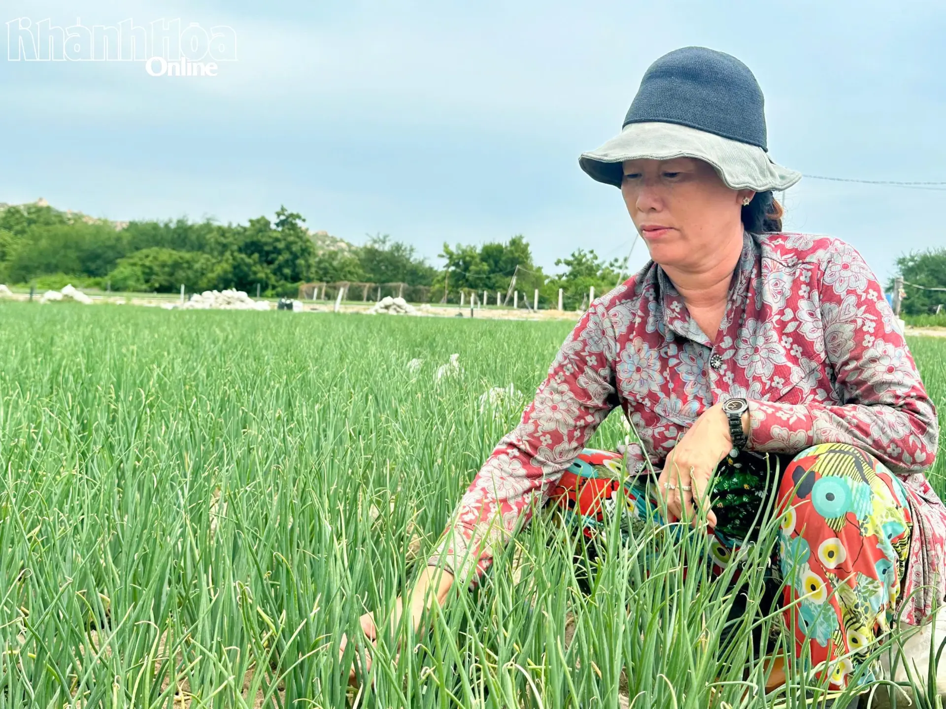 Khởi sắc mùa thu hoạch hành tím Vĩnh Hải