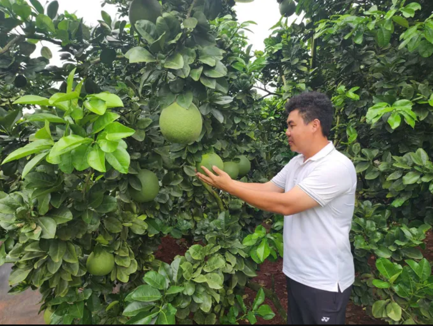 Bưởi da xanh Sông Xoài và hành trình xây dựng thương hiệu xuất khẩu