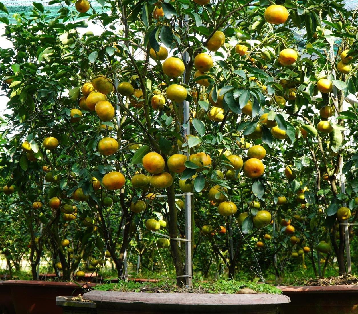 Quýt hồng “lên chậu” đón Tết: Nhà vườn Đồng Tháp tất bật vào vụ cao điểm