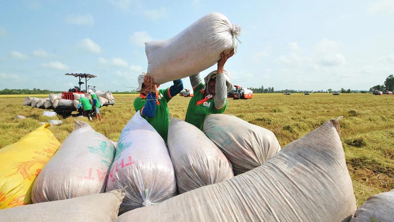 Giải mã “nghịch lý” 2025 và bài toán thương hiệu gạo Việt Giải mã “nghịch lý” 2025 và bài toán thương hiệu gạo Việt