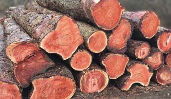 Loại gỗ quý hiếm tại Việt Nam được ví như ‘vàng rừng’, có giá lên đến nửa tỷ đồng/m³