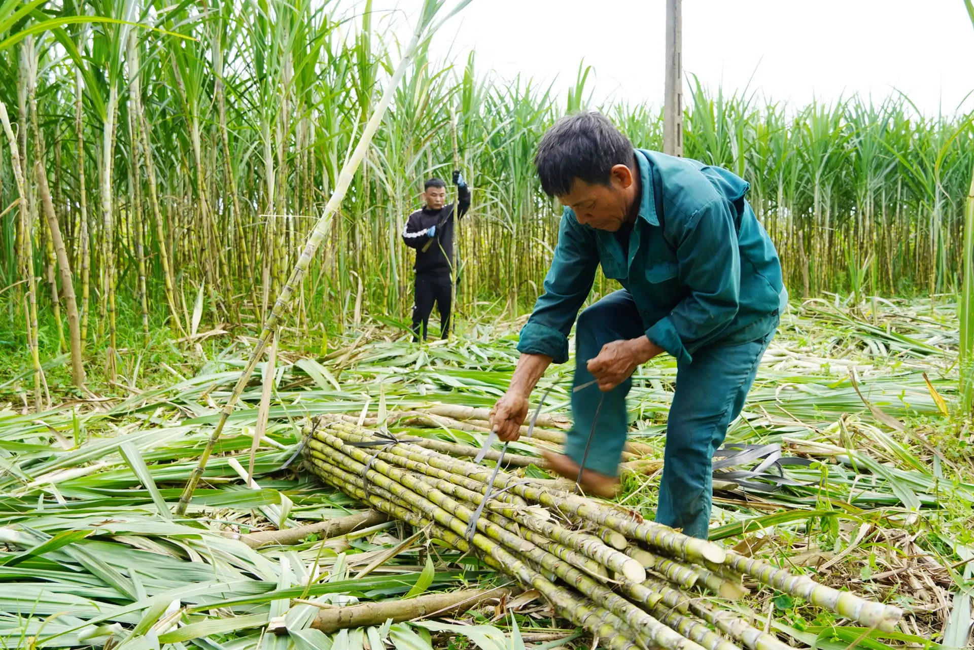 Trồng cây “ngọt nước” giúp nông dân lãi gấp 5 lần trồng lúa