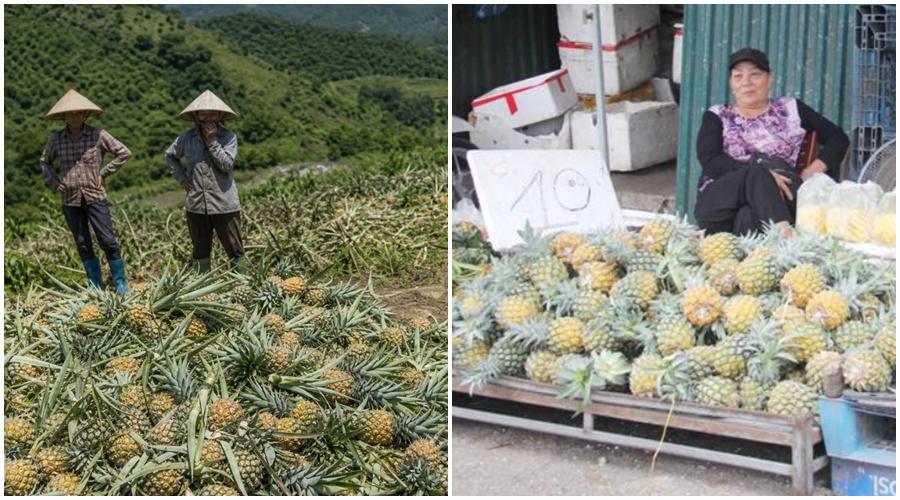 Dứa Thanh Hóa ra Thủ đô và bài toán về giá Dứa Thanh Hóa ra Thủ đô và bài toán về giá
