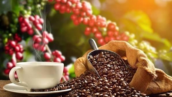 Cà phê Việt tăng tốc hoàn thiện dữ liệu vùng nguyên liệu trước “giờ G”áp dụng EUDR