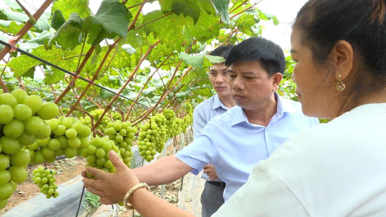 Trồng nho theo tiêu chuẩn VietGAP, nâng tầm giá trị nông nghiệp ở xã Yên Xuân Trồng nho theo tiêu chuẩn VietGAP, nâng tầm giá trị nông nghiệp ở xã Yên Xuân