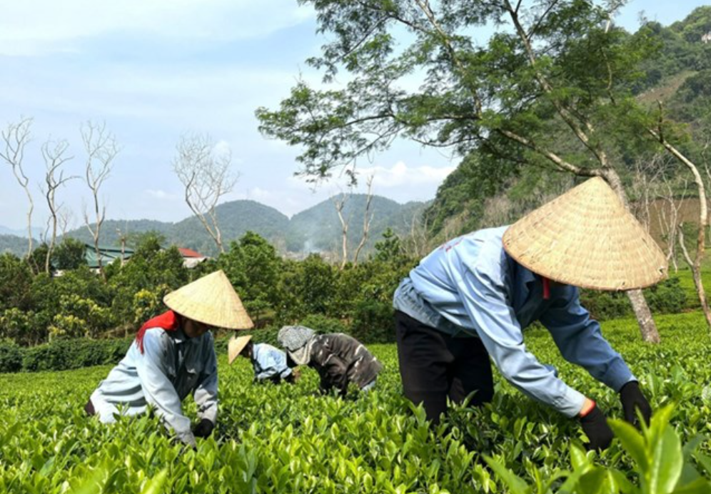Đưa sản vật Điện Biên thành sản phẩm OCOP Đưa sản vật Điện Biên thành sản phẩm OCOP