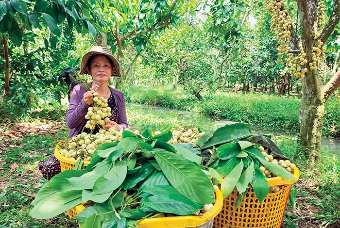 Nỗ lực giữ gìn thương hiệu dâu Hạ Châu