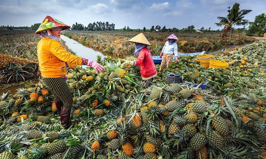nong-dan-thu-hoach-khom-1838-1-8009-3668-1653922697_1786596883.jpg