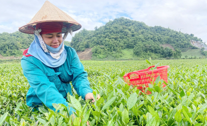 Phát triển bền vững cây chè ở vùng cao Phiêng Cằm