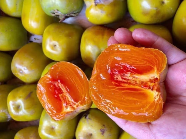 Đặc sản hồng da tre Thái Nguyên mở hướng phát triển kinh tế Đặc sản hồng da tre Thái Nguyên mở hướng phát triển kinh tế