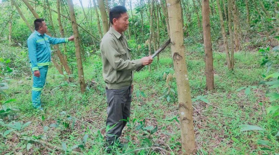 "Đánh thức" tiềm năng rừng, tạo sinh kế bền vững cho người dân "Đánh thức" tiềm năng rừng, tạo sinh kế bền vững cho người dân