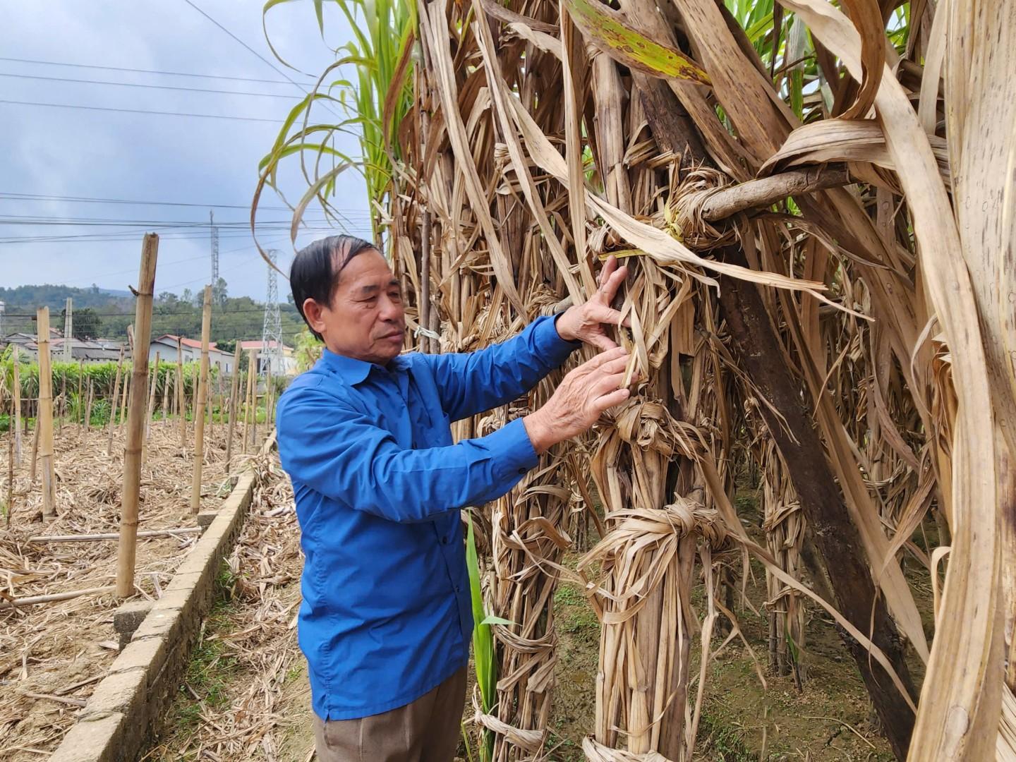 Nâng cao giá trị cây mía qua mô hình sản xuất VietGAP