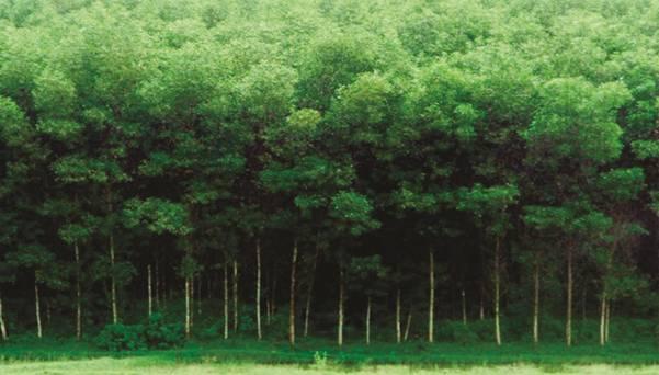 Kiến tạo trung tâm chế biến lâm sản công nghệ cao từ "kho báu xanh"