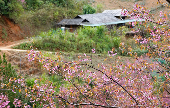 Hoa tớ dày thắp lửa gọi mùa xuân về trên rẻo cao Hoa tớ dày thắp lửa gọi mùa xuân về trên rẻo cao