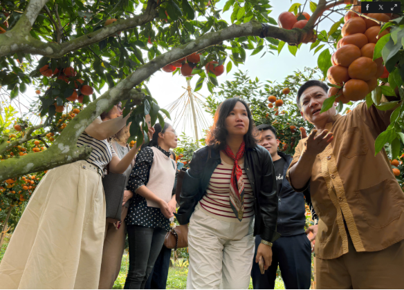 Ngỡ ngàng vườn cam Canh “mọc chùm như nho” trên gốc bưởi cổ thụ tại Bắc Ninh Ngỡ ngàng vườn cam Canh “mọc chùm như nho” trên gốc bưởi cổ thụ tại Bắc Ninh