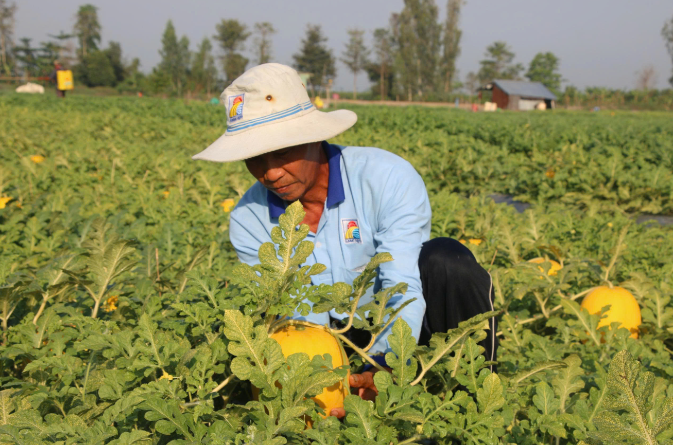 Thị trường trái cây chưng Tết: Bên phấn khởi, bên thấp thỏm