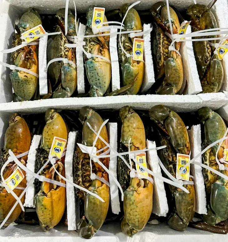 Giá cua gạch Cà Mau vượt 1,1 triệu đồng/kg cận Tết Giá cua gạch Cà Mau vượt 1,1 triệu đồng/kg cận Tết