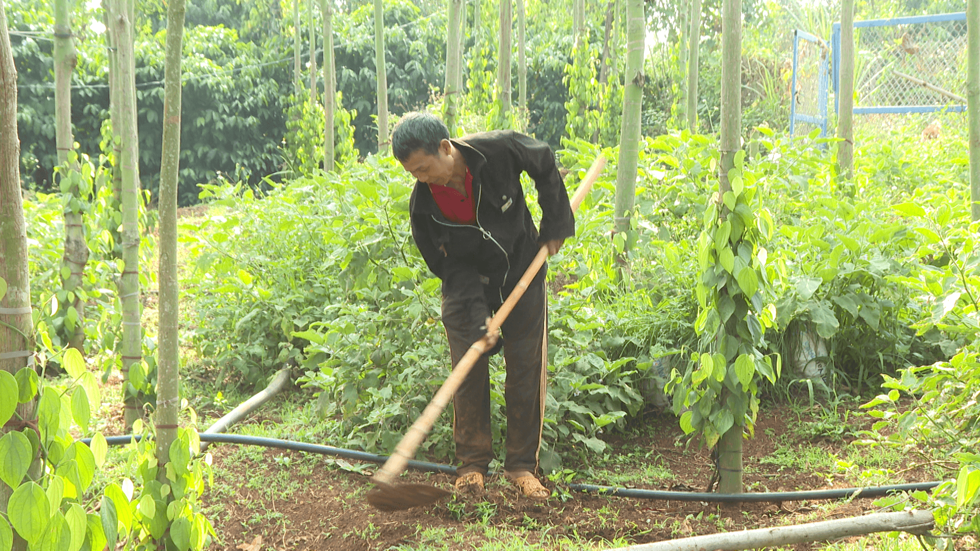 Đa canh giúp nông dân thích ứng với biến động thị trường