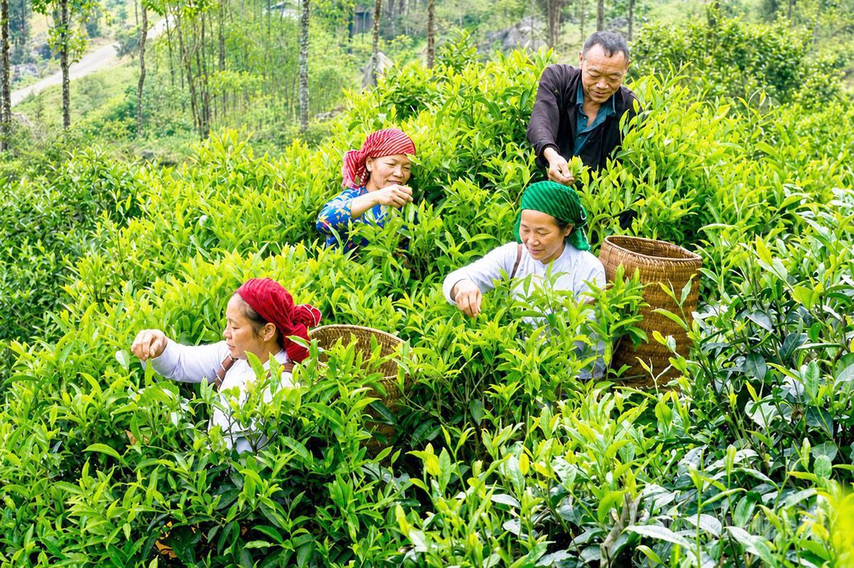 Sức sống mới từ những gốc chè cổ trên cao nguyên đá