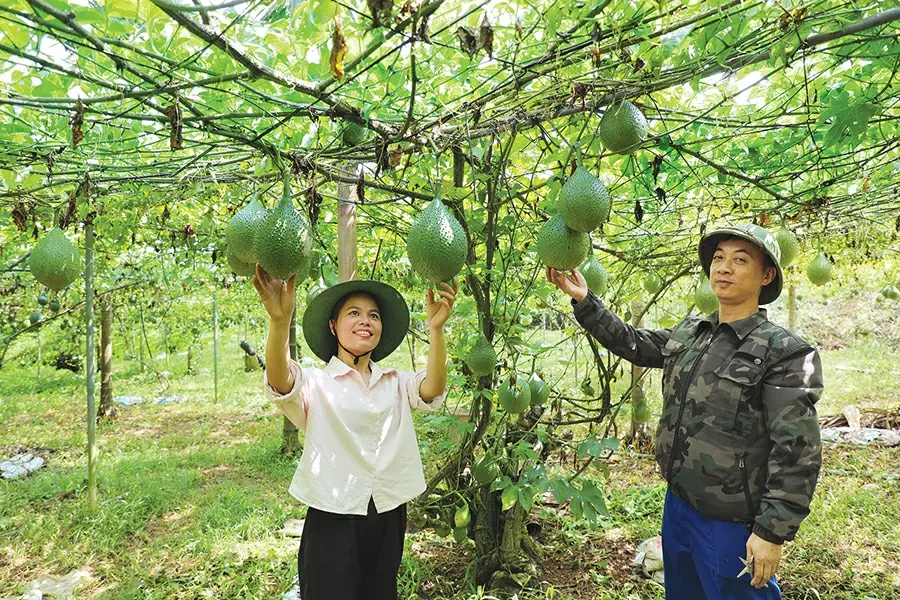 Bí quyết thu trăm triệu từ giàn gấc nếp mật siêu quả ở xóm Khe Mo Bí quyết thu trăm triệu từ giàn gấc nếp mật siêu quả ở xóm Khe Mo