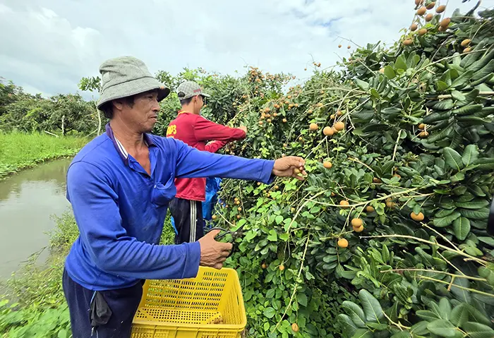 Rộn ràng mùa thu hoạch thanh nhãn xuất khẩu tại Cần Thơ
