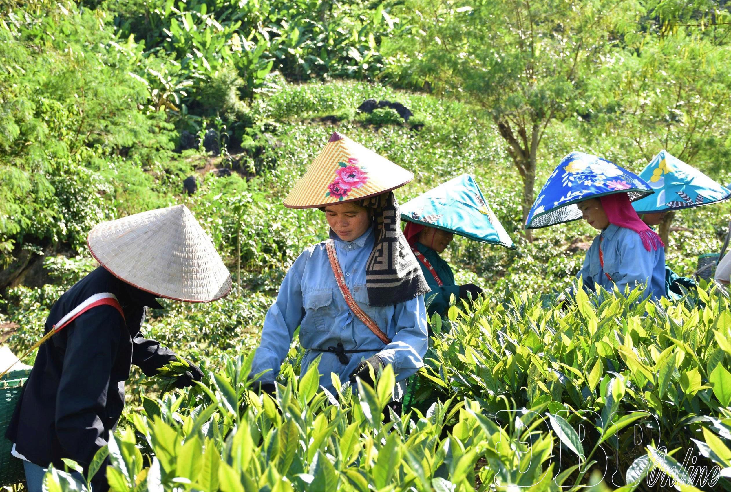 Hành trình đưa hương chè Điện Biên bay xa