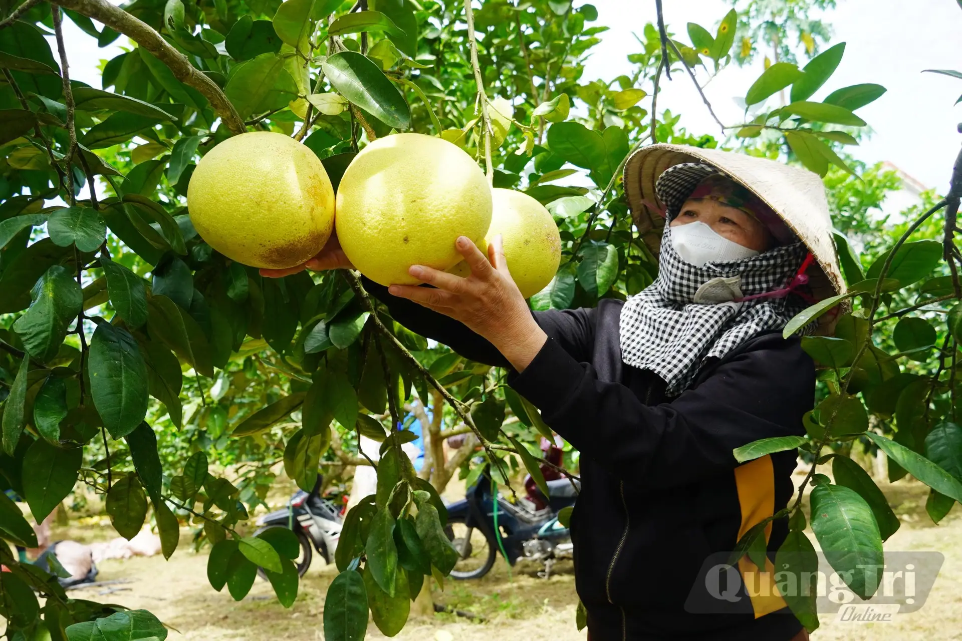 Hành trình chinh phục thị trường của bưởi sạch Đồng Lê