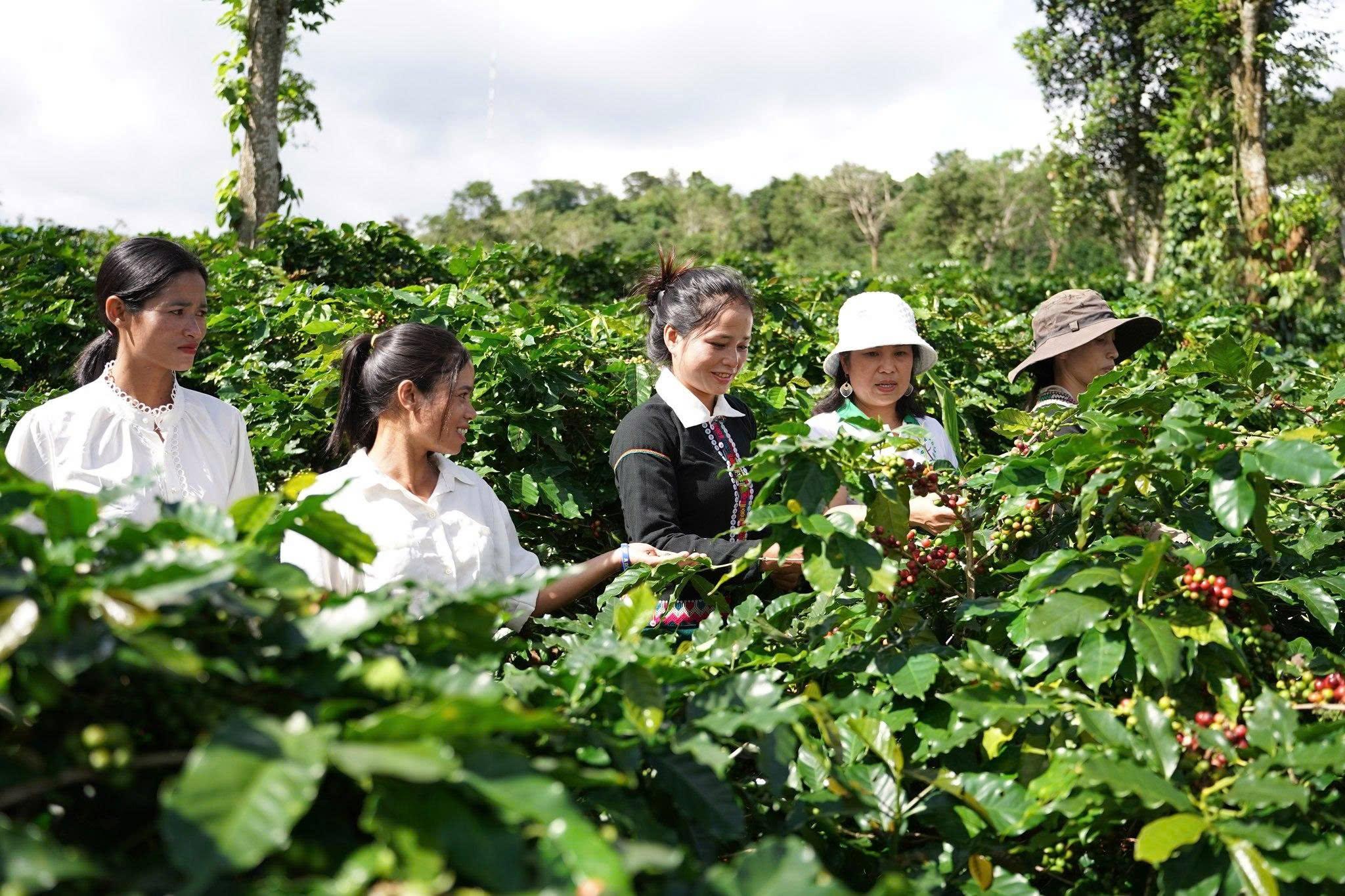 Phát triển bền vững thương hiệu cà phê Khe Sanh Phát triển bền vững thương hiệu cà phê Khe Sanh