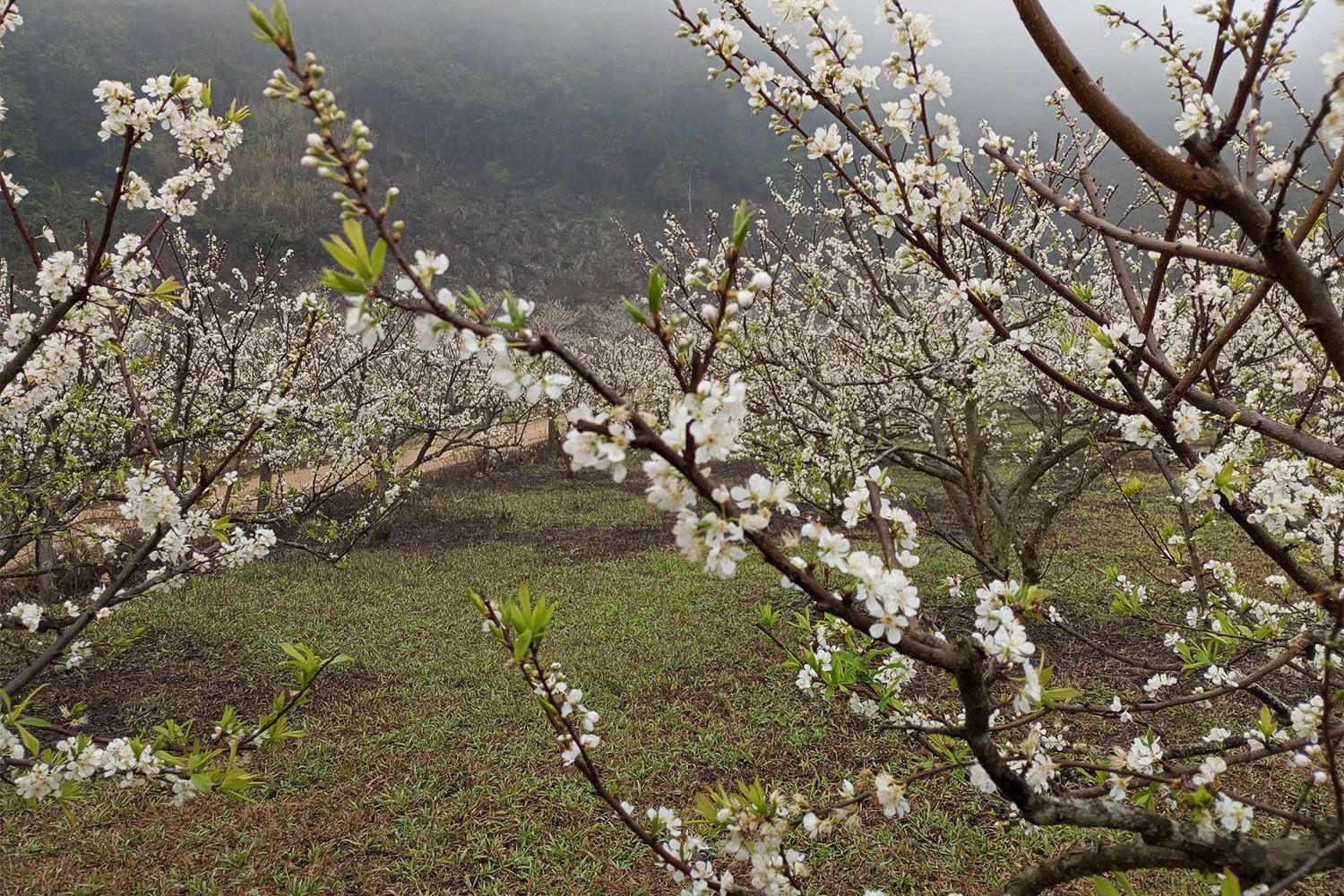 Về Mộc Châu nghe hoa mận trắng kể chuyện mùa xuân Về Mộc Châu nghe hoa mận trắng kể chuyện mùa xuân