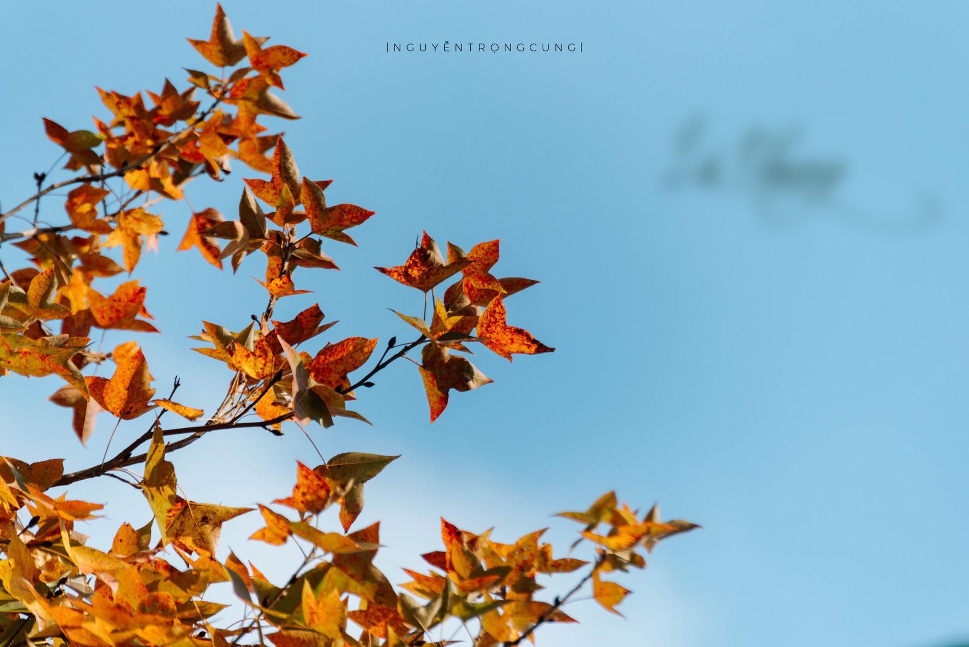 Vẻ đẹp rừng phong hương trăm tuổi mùa thay lá