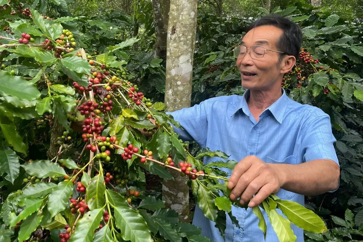 Chiến lược nào đưa cà phê Arabica Sơn La ra thị trường quốc tế?