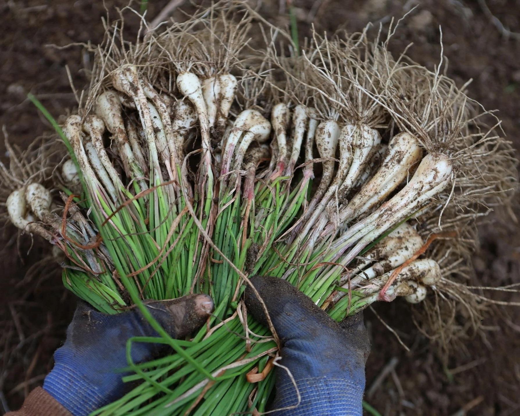 Giá nông sản trước Tết biến động mạnh: Thị trường phân hóa ra sao?