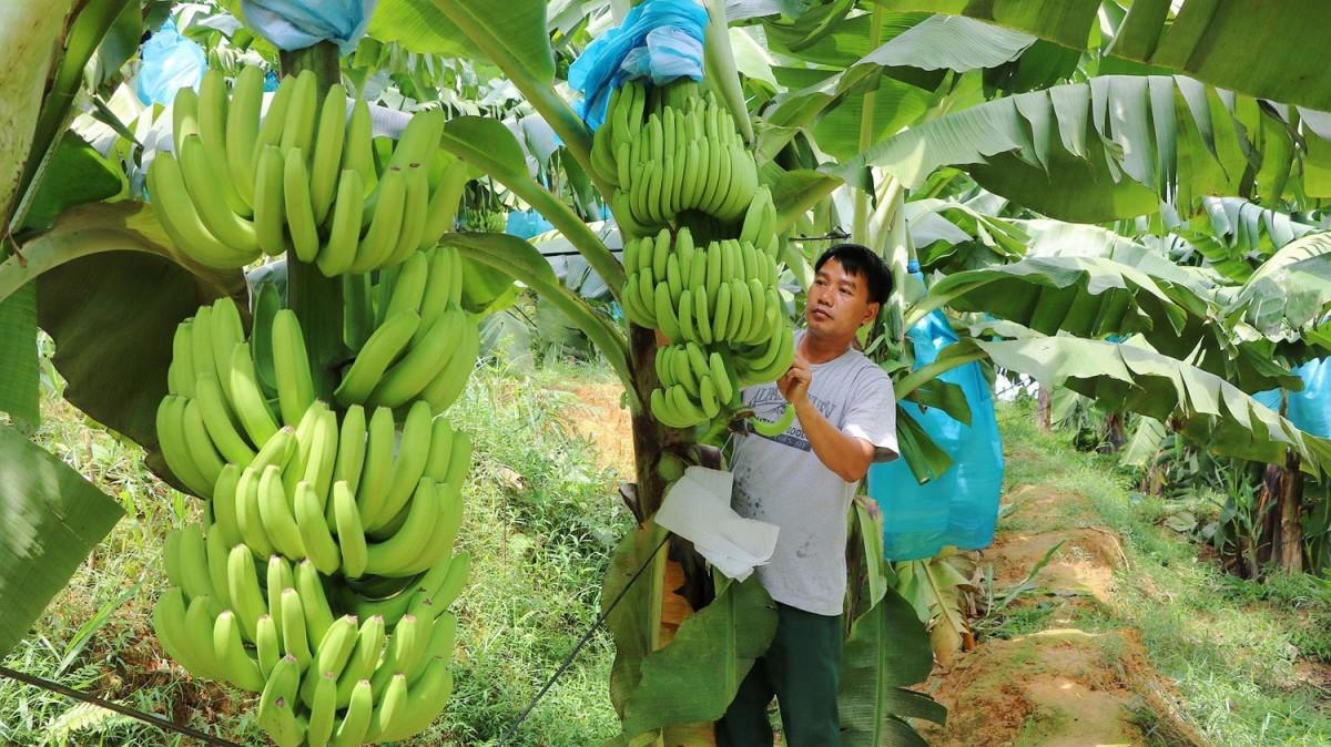 Kiên quyết chấn chỉnh tình trạng “mua bán” mã số vùng trồng, bảo vệ uy tín nông sản Việt