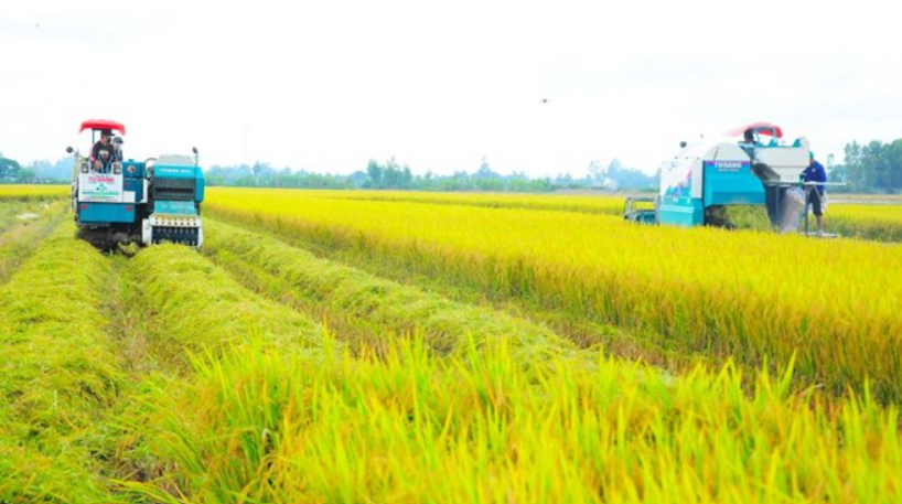 70.000 tấn gạo được cấp nhãn hiệu “Gạo Việt Xanh phát thải thấp”