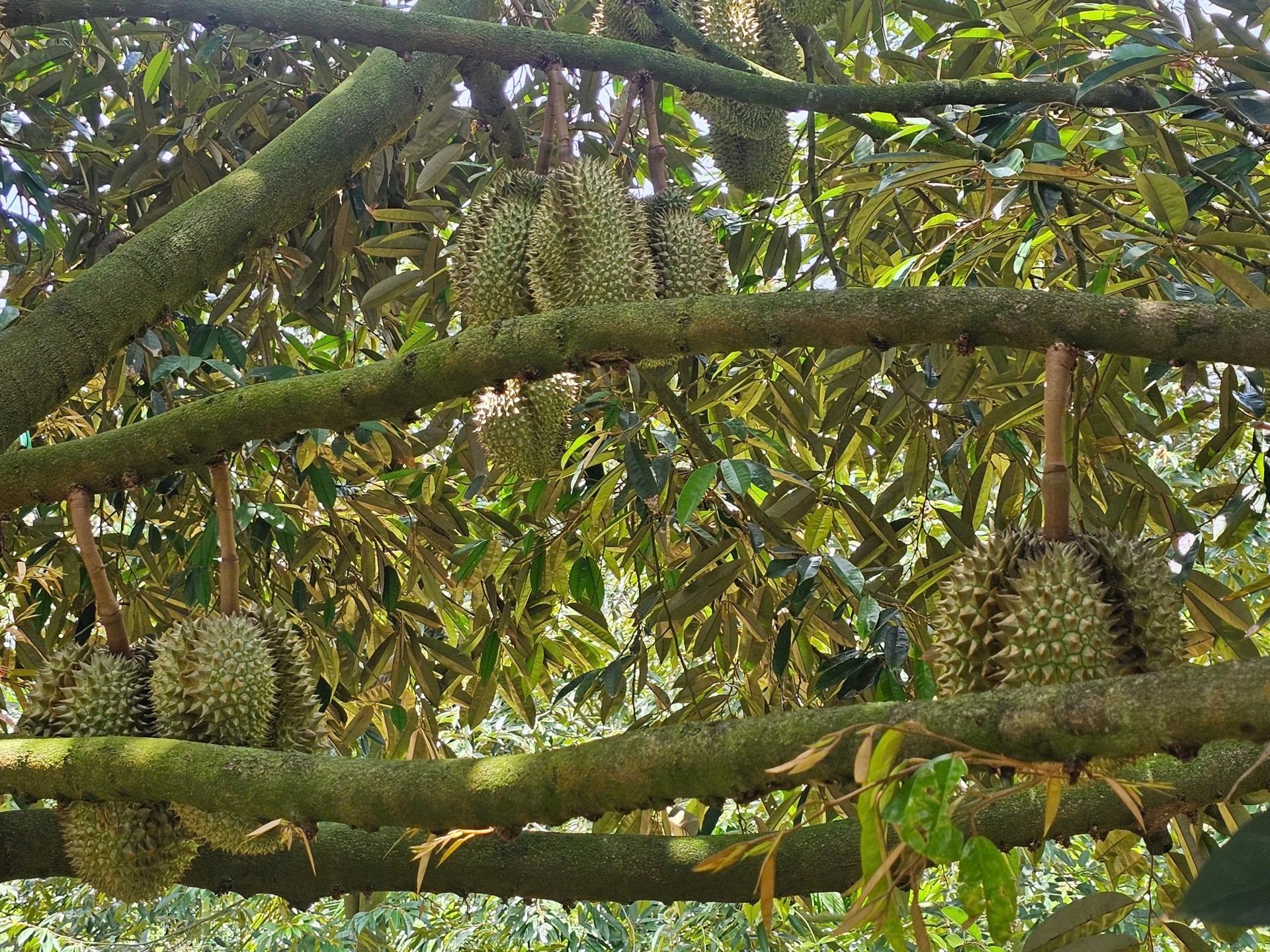 Sầu riêng Gia Lai loay hoay bài toán nâng giá trị thương hiệu Sầu riêng Gia Lai loay hoay bài toán nâng giá trị thương hiệu