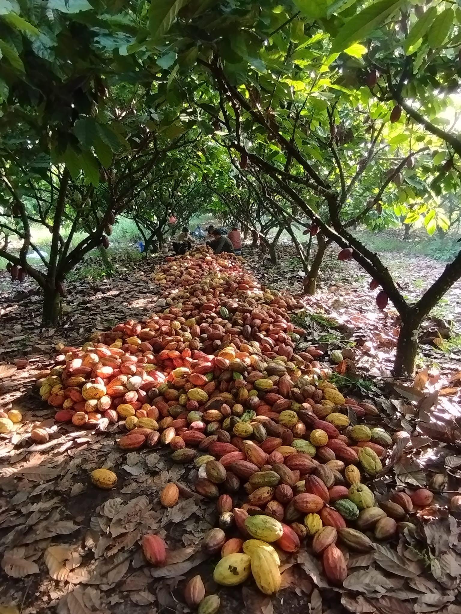 qua1_1784117007.jpg