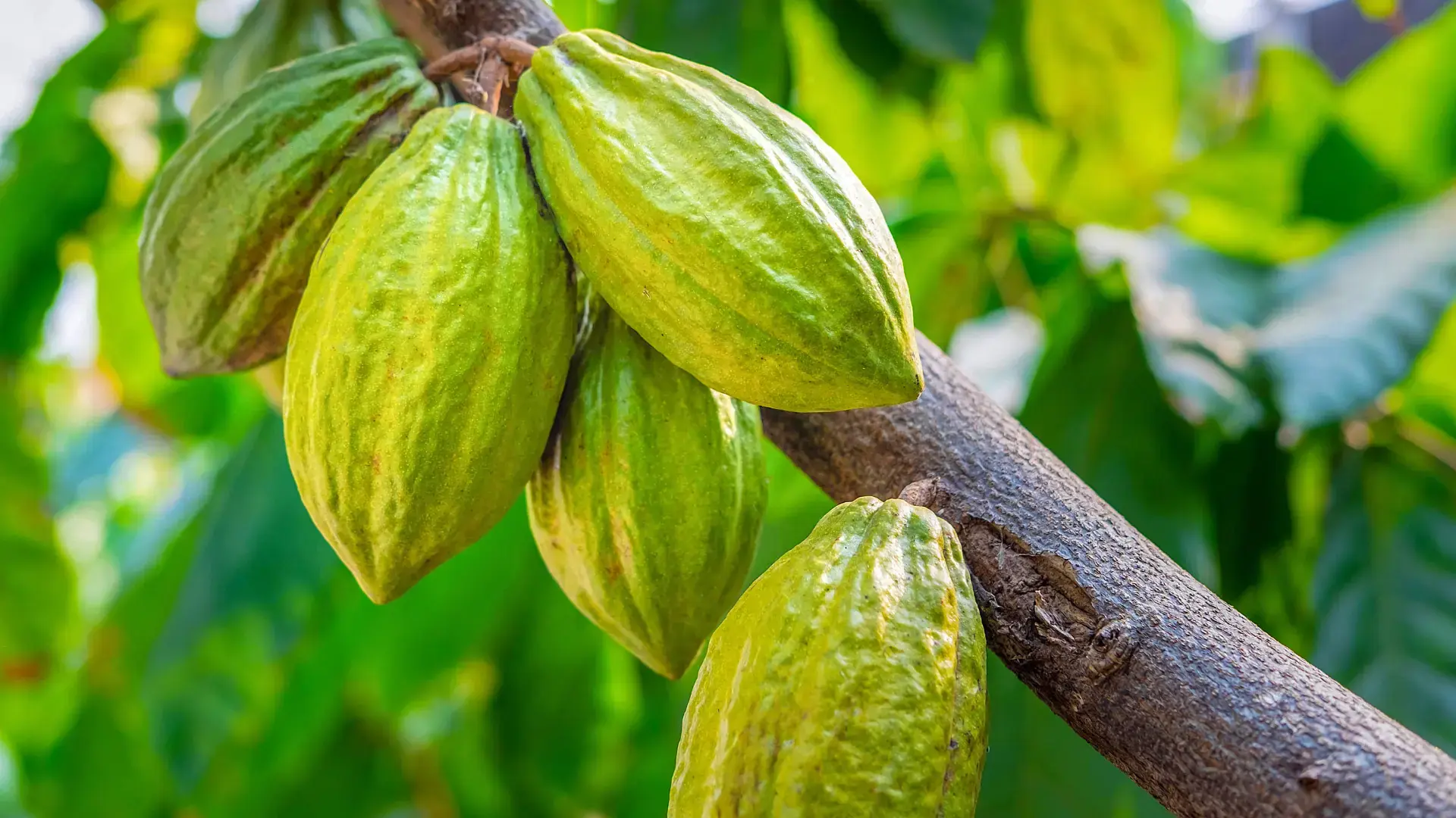 Cacao dưới tán điều: Hướng tăng giá trị cho vùng nguyên liệu Đồng Nai Cacao dưới tán điều: Hướng tăng giá trị cho vùng nguyên liệu Đồng Nai