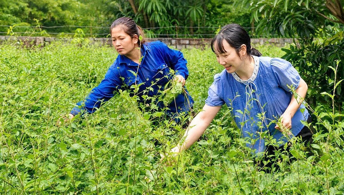 Nhữ Khê làm mới đồng đất từ những mô hình kinh tế hộ
