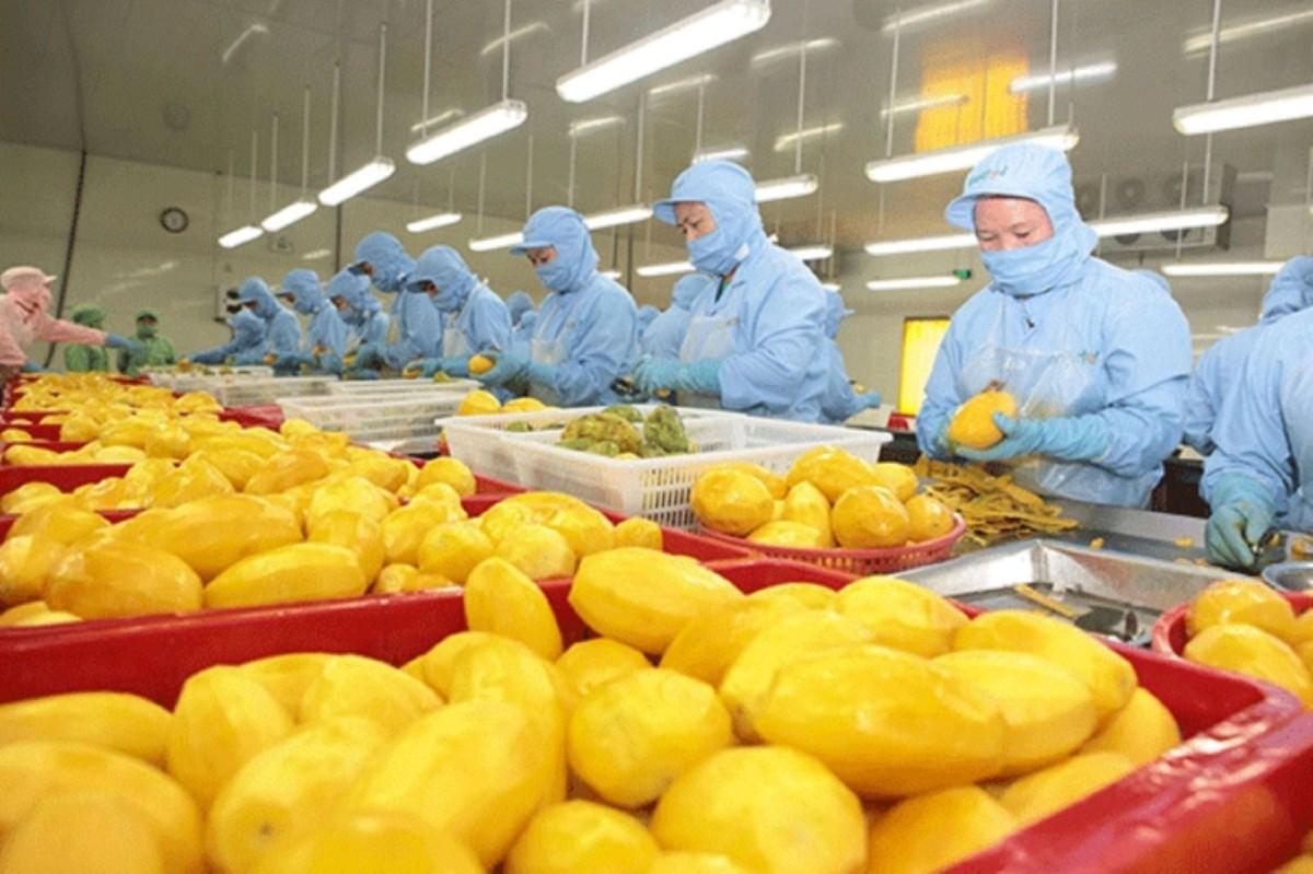 Tháo gỡ "điểm nghẽn" ngành rau quả: Động lực quan trọng đưa xuất khẩu nông sản đạt mốc 100 tỷ USD Tháo gỡ "điểm nghẽn" ngành rau quả: Động lực quan trọng đưa xuất khẩu nông sản đạt mốc 100 tỷ USD