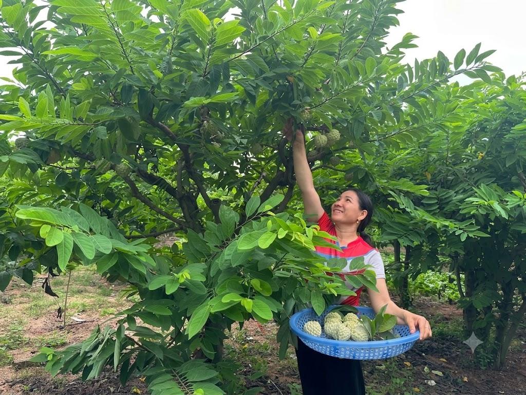 Mã số vùng trồng tạo nền móng cho thương hiệu na Bồ Lý