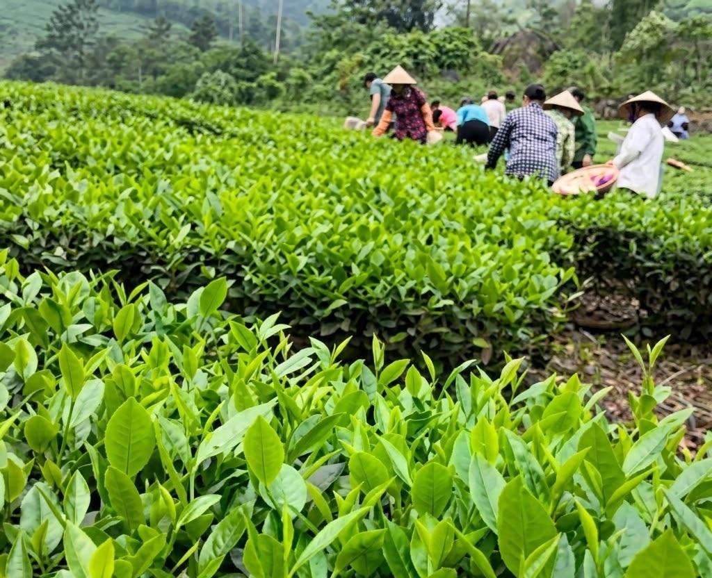 Vạn Phú chăm chút "gốc rễ" để nâng tầm thương hiệu chè
